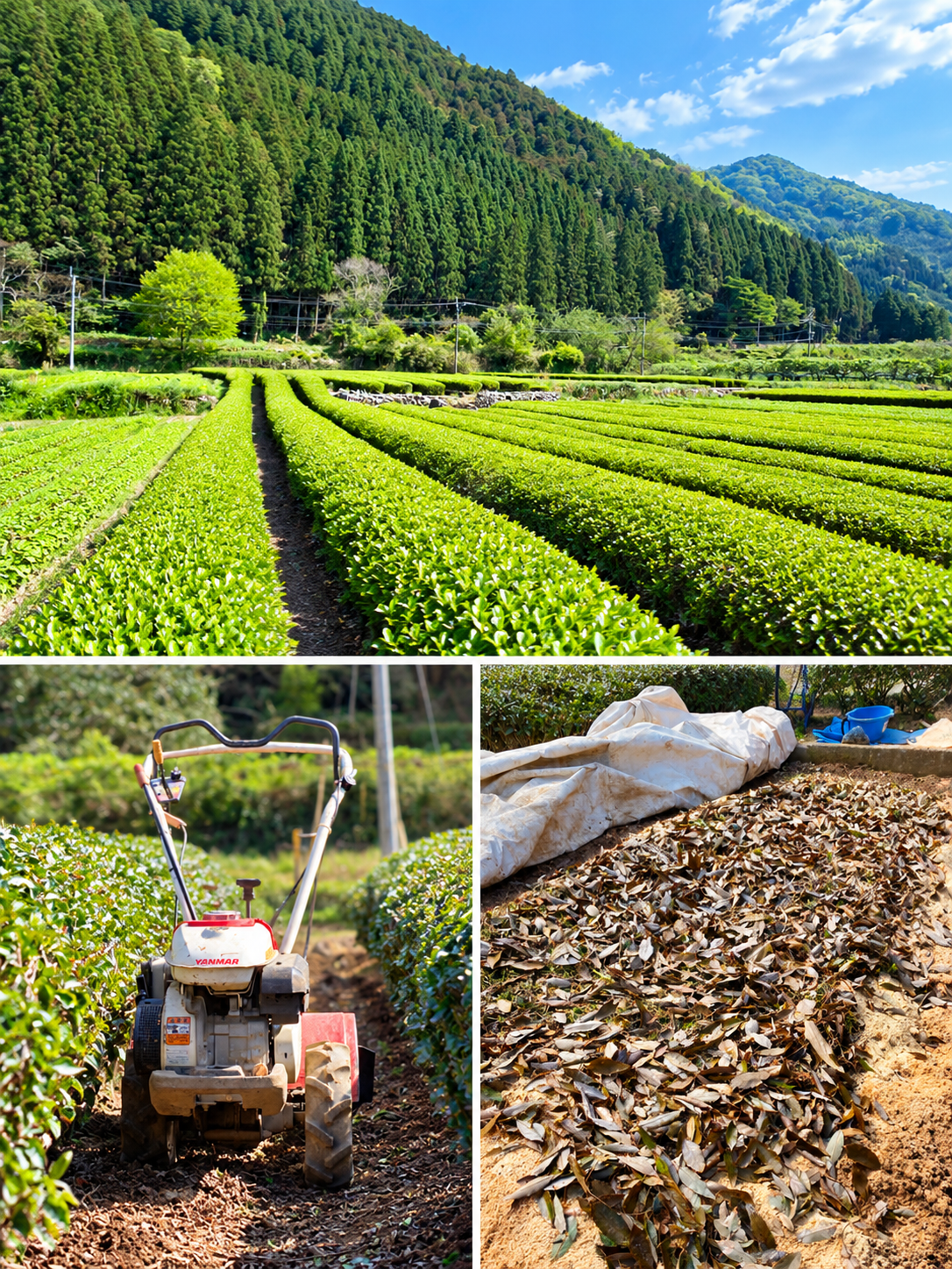 inbicha Japanese Kamairicha Green Tea – First Flush | 18 Tea Bags